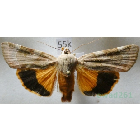 Noctua fimbriata (Schreber, 1759) Rolnica aksamitka Czech55k